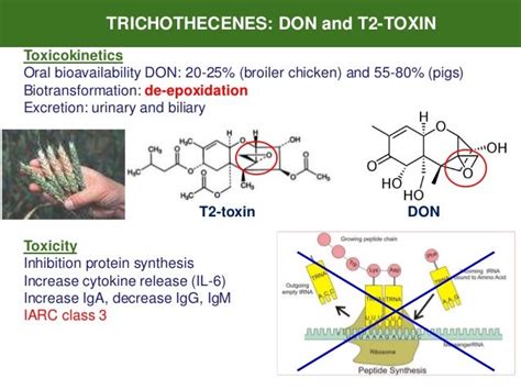 MYCOTOXINS and ANIMAL HEALTH: focus on intestinal health