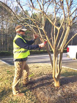 Pruning Crepe Myrtle Trees