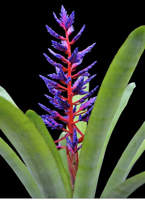 9″ Blue Tango (P.) – Bullis Bromeliads