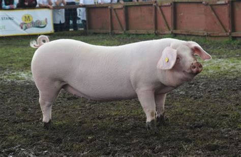 Yorkshire | Pig farming, Animals, Pig breeds