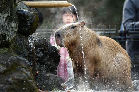 Capybara: A Complete Owner’s Guide - Lolly Brown