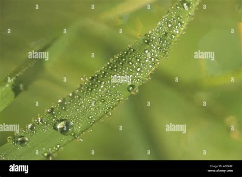 Dew on grass Stock Photo - Alamy