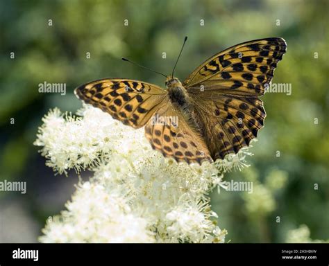 Emperor's mantle Stock Photo - Alamy