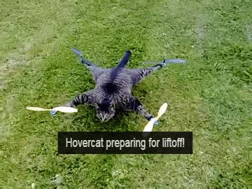 Hovercat GIFs - Find & Share on GIPHY