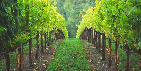 Virginia Wine Country | Find Out The Top Wineries in Northern VA