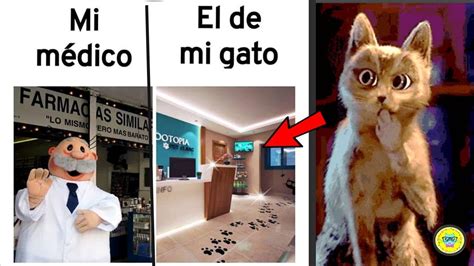 Reacciono a MEMES de GATOS !! // Adry y sus DivertiCats - YouTube