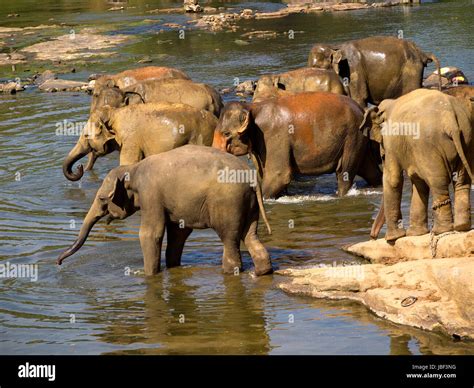 Elephant bathing at the orphanage in Sri Lanka Stock Photo - Alamy