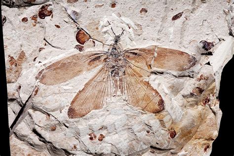 Cockroach Fossil Photograph by Pascal Goetgheluck/science Photo Library