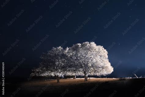 Snow covered trees against sky at night Stock Photo | Adobe Stock