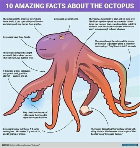 Pin by Juanita Bonvillain on It's Tentacular! | Incredible creatures ...