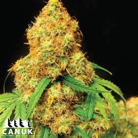 Orange Cookies Feminized Seeds - ELITE STRAIN