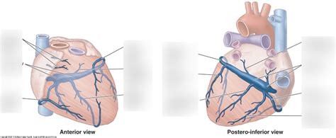 Venous Drainage of the Heart Diagram | Quizlet