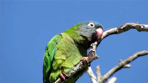 Loro cabeza azul | Aves Exóticas