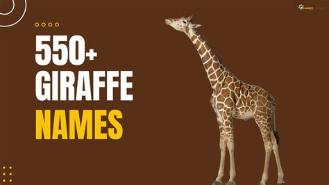 Giraffe Names (550+ Cute, Cool, Bold & Funny Ideas)