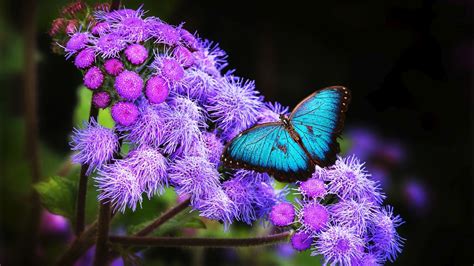 Blue Butterfly Is Sitting On Purple Flowers HD Butterfly Wallpapers ...