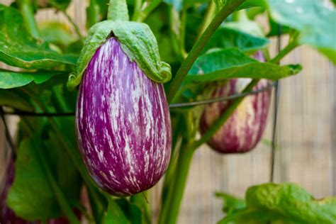 Aubergine varieties: different types of eggplant - Plantura