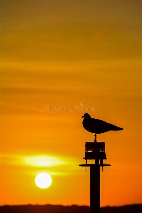 Seagull Silhouette in Sunset Stock Image - Image of travel, flag: 63234957