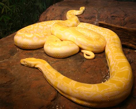 File:Albino burmese pythons.jpg - Wikimedia Commons