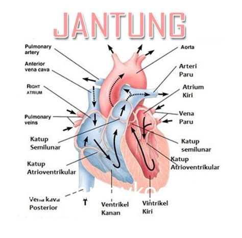 Detail Gambar Bagian Jantung Dan Fungsinya Koleksi Nomer 16