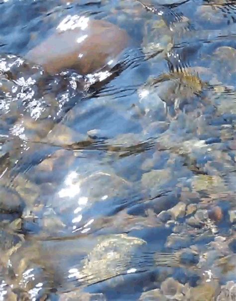 the water is crystal clear and there are many fish swimming in it's stream