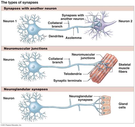 types of synapses Tissue Biology, Cell Biology, Ap Biology, Nervous System Anatomy, Physics ...