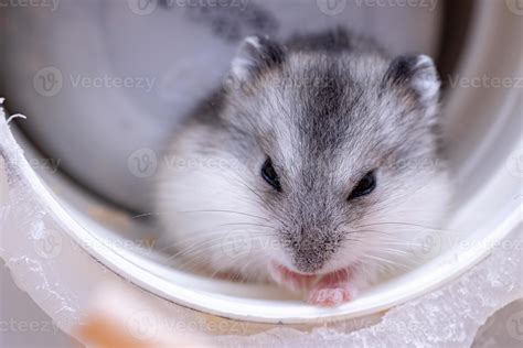 Campbell's dwarf hamster 3775267 Stock Photo at Vecteezy