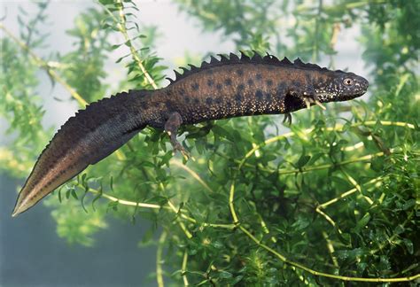 Great Crested Newt Surveys – HEA Ecology