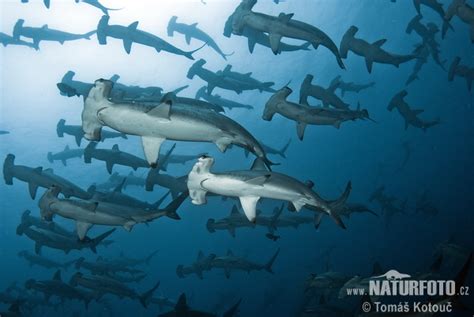 Scalloped Hammerhead Photos, Scalloped Hammerhead Images, Nature Wildlife Pictures | NaturePhoto