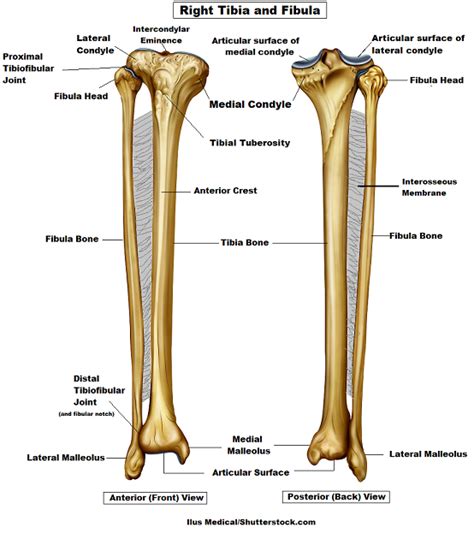 Anatomy Femur Patella Tibia Fibula Foot Bones And Bone Markings ...