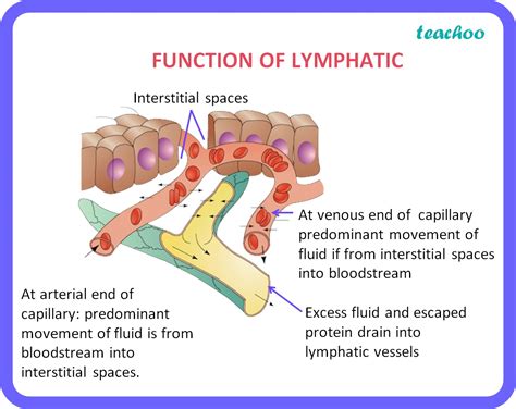 [Bio] How is lymph an important fluid involved in transportation?