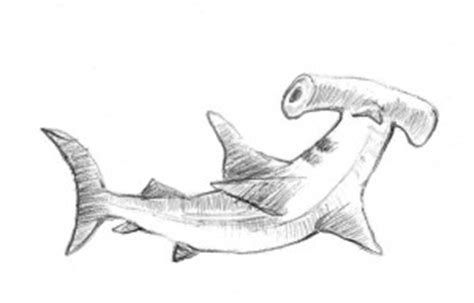 How To Draw a Hammerhead Shark - Step-by-Step