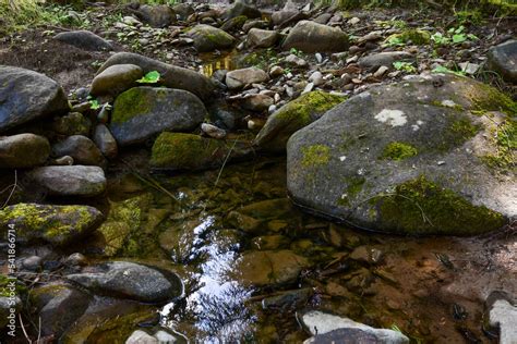 stream in the forest Stock Photo | Adobe Stock