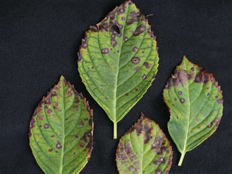 Leaf Spot [Fungus Symptoms & Treatments] - Plants Craze