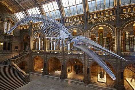 ESA - Blue whale, Hintze Hall, Natural History Museum, London