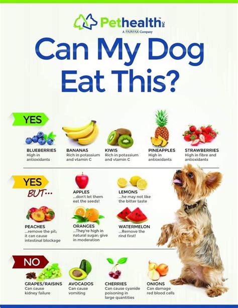 Pin by Erin Smith on Pups drive me nuts! | Dog food bowls, Foods dogs ...