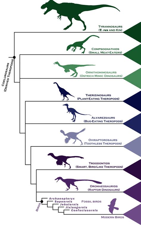 Dinosaur Family Tree Reveals Insight into Rapid 'Evolutionary Explosion' of Birds