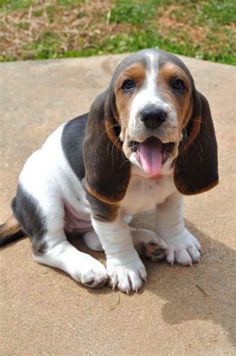 Basset Hound Puppies Denver | PETSIDI