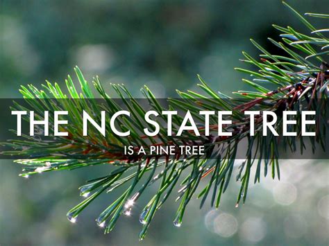 50 best ideas for coloring | State Tree Of North Carolina