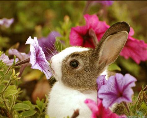 Cute Bunny Backgrounds - Wallpaper Cave