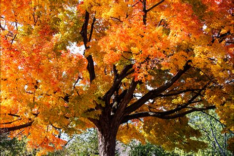 Sugar Maple Tree Facts