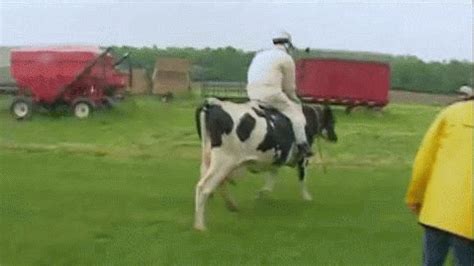 Cow GIF - Find & Share on GIPHY