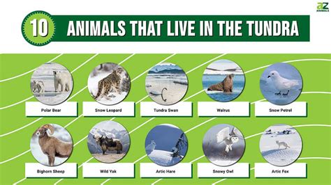 Meet 10 Animals That Live In The Tundra - A-Z Animals