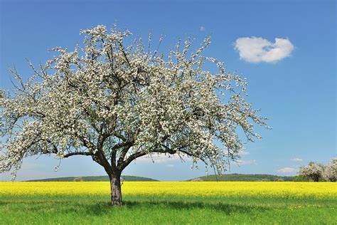 Blooming Apple Tree Photograph by Raimund Linke - Fine Art America