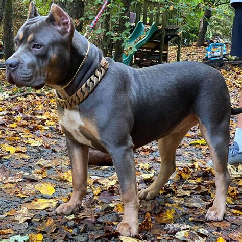 iNCREDIBULLZ TX®️ XL BULLIES on Instagram: “Incredibullz ROGUE of ...