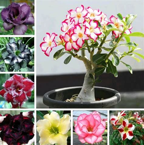 Maijiu mysterious gift! 200 Adenium obesum desert rose flower seeds ...