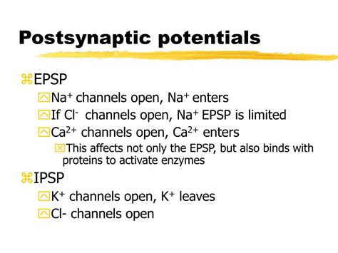 PPT - Synaptic transmission PowerPoint Presentation, free download - ID ...