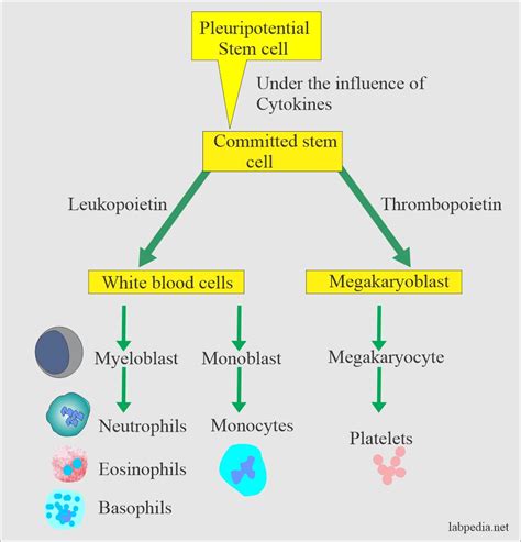 White blood cell:- Part 1 - White Blood Cells (WBC) Development, Maturation, Functions, and ...