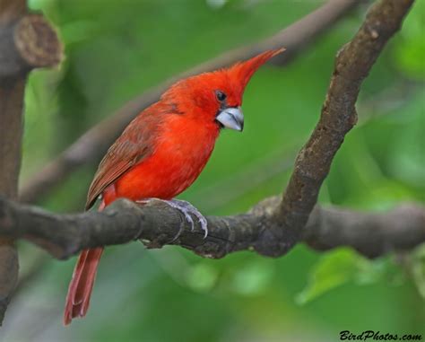 Birds of Venezuela - Cardinalis