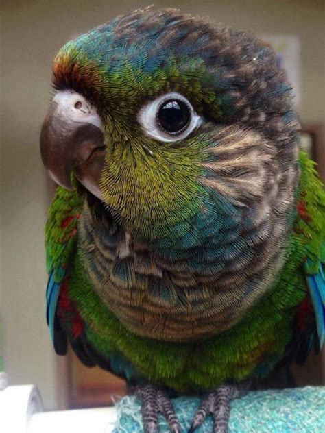 A funny parrot can be so cute. Check out these funny parrot videos ...