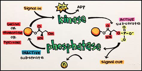 Tyrosine Kinase Receptor Insulin